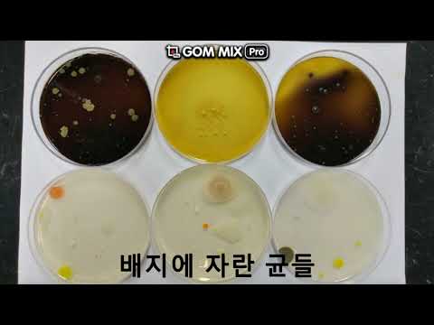 2018년도 식품위생학미생물 실험실 소개 UCC 대표이미지